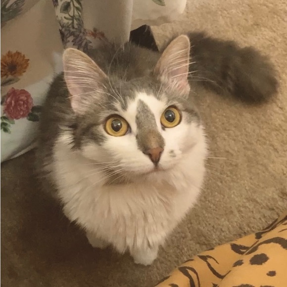 Meet your Posher, Stephanie - Picture 7 of 7